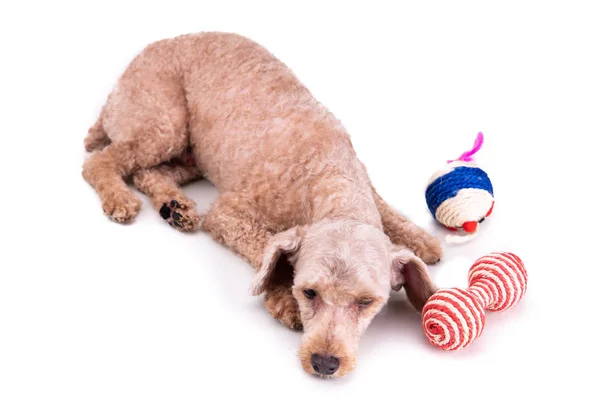 Triste deprimido cão de estimação poodle após o cabelo curto corte aliciamento — Fotografia de Stock