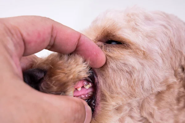 プラークとタールでコーティングされたペットの犬の歯を示す獣医 — ストック写真