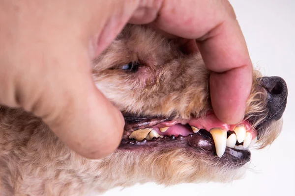 Tierarzt zeigt Hundezähne mit Belag und Teer — Stockfoto