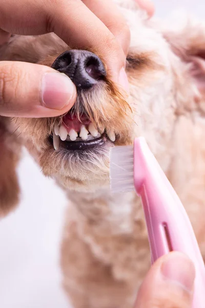 Vet escovação pet dog dentes revestidos com placa com escova de dentes — Fotografia de Stock