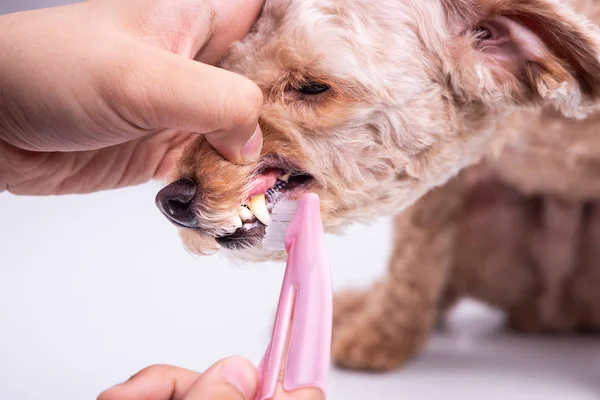 Veterinario spazzolatura denti cane da compagnia rivestito con placca con spazzolino da denti — Foto Stock