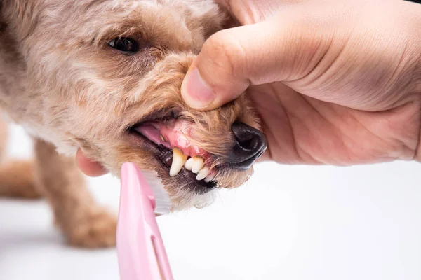 Vet brushing pet dog teeth coated with plaque with toothbrush — Stock Photo, Image