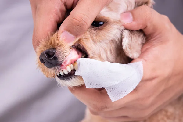 Vet cleaning pet dog teeth coated with plaque with swab — Stock Photo, Image