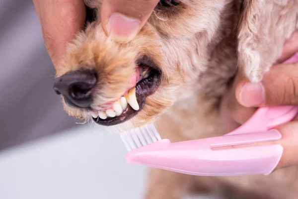 Vet brushing pet dog teeth coated with plaque with toothbrush