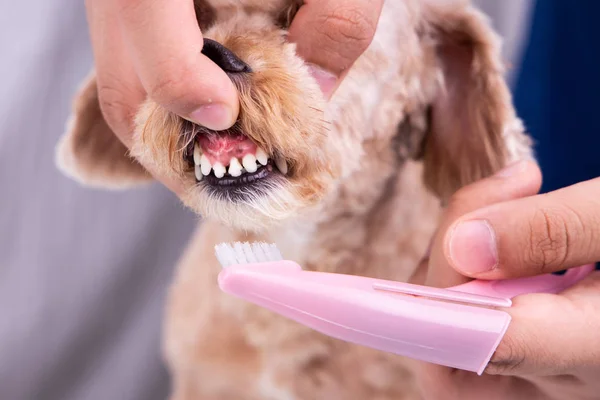 Vet escovação pet dog dentes revestidos com placa com escova de dentes — Fotografia de Stock