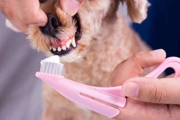 Vet brushing pet dog teeth coated with plaque with toothpaste — Stock Photo, Image