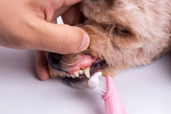 Brossage des dents de chien vétérinaire recouvert de plaque avec du dentifrice — Photo