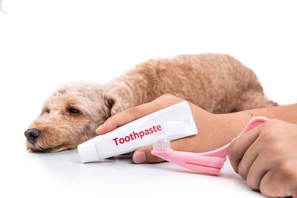 Mano sosteniendo cepillo de dientes y pasta de dientes con perro mascota en backgroun — Foto de Stock