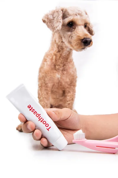 Ручная зубная щетка и зубная паста с собакой в затылке — стоковое фото