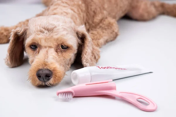 Pet dog pose with toothbrush and toothpaste. Pet oral care.