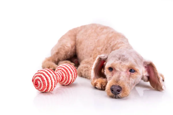 Triste deprimido cão de estimação poodle após o cabelo curto corte aliciamento Imagem De Stock