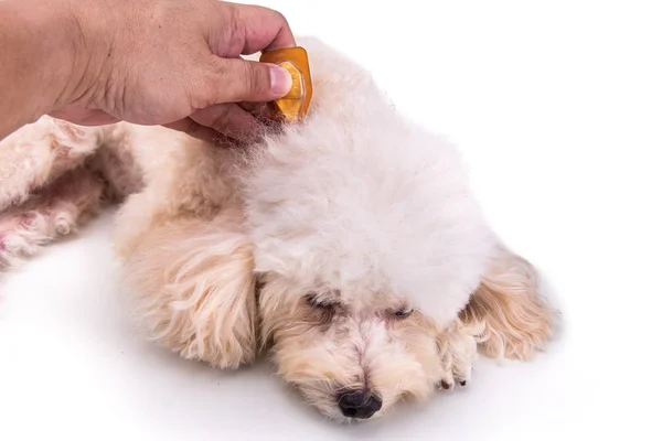Mengaplikasikan cairan Essential spot-on pada anjing mengembalikan hidrati kulit — Stok Foto