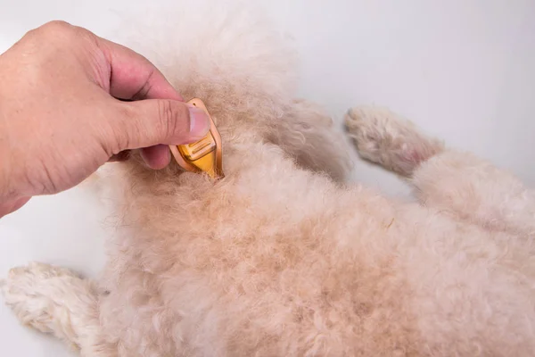 Aplicando gotas spot-on óleo essencial no cão restaurar hidratação da pele — Fotografia de Stock