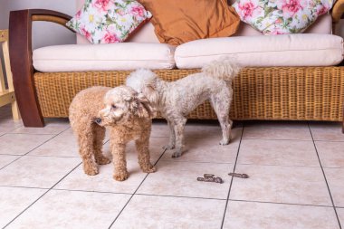 Evde yere atılan kaka ile vicdan azabı suçlu köpek