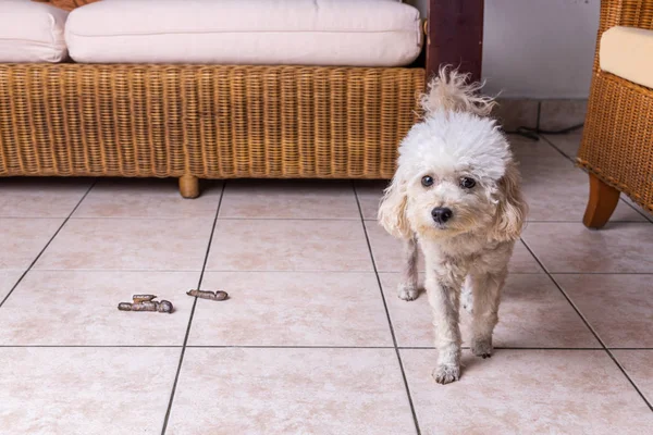 Раскаявшийся виновный пес с какашками, выброшенными на пол дома — стоковое фото