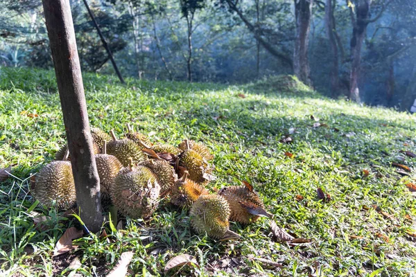 Durian orgánico recién cosechado de la plantación de durian —  Fotos de Stock