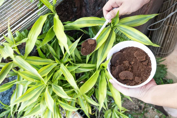 Person apply spent grounded coffee powder as natural plant fertilizer — Stock Photo, Image