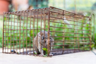Fare kapanına yakalanmış fare paniğine yakın çekim.