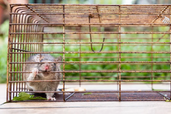 Close Van Paniekmuis Gevangen Rattenkooi — Stockfoto