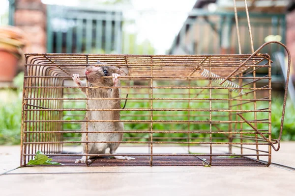 Close Van Paniekmuis Gevangen Rattenkooi — Stockfoto