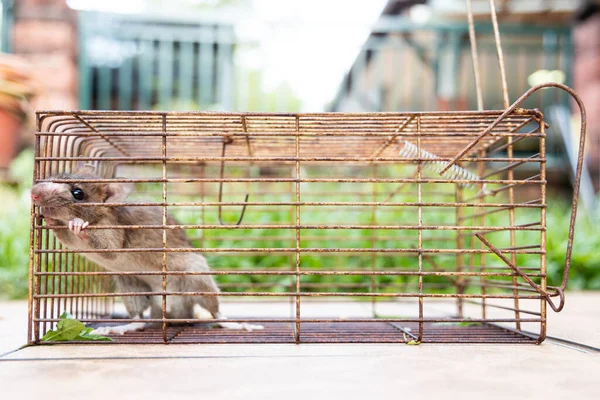 Крупный План Панической Крысы Пойманной Клетку Ловушку — стоковое фото
