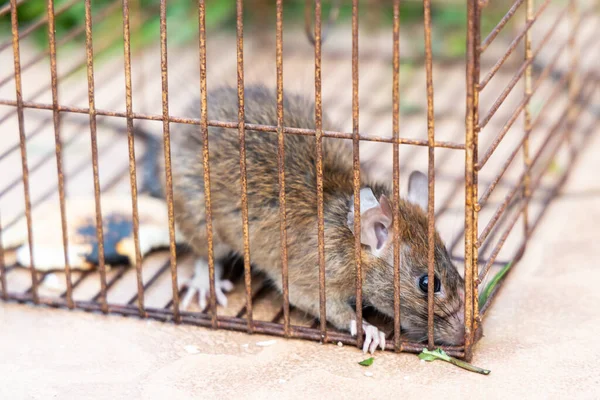 Close Van Paniekmuis Gevangen Rattenkooi — Stockfoto