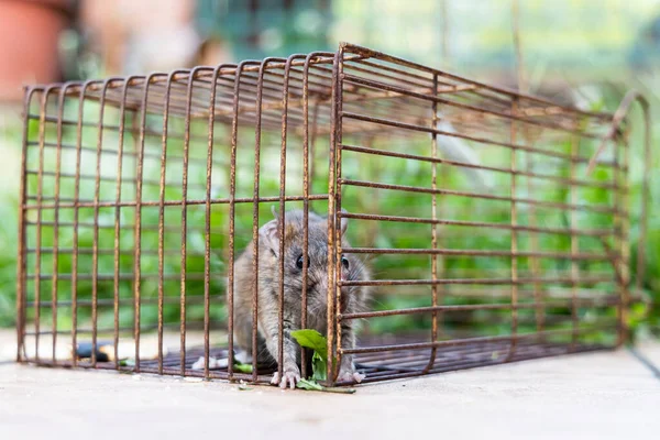 Fare kapanına yakalanmış fare paniğine yakın çekim.