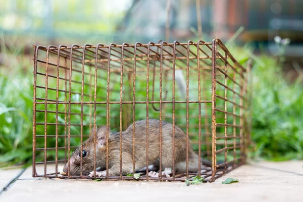 Close Van Paniekmuis Gevangen Rattenkooi — Stockfoto