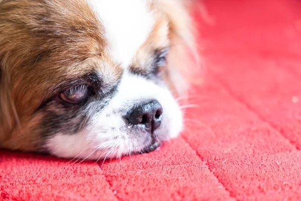 Cão Pekinese Cego Velhice Com Catarata Ambos Olhos Descansando Chão — Fotografia de Stock