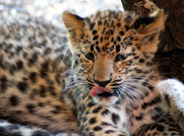 Jaguar Junges İm Portre