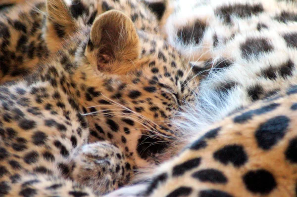Jaguar Bebé Beim Trinken —  Fotos de Stock