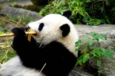 Groer Pandabr beim Bambus essen