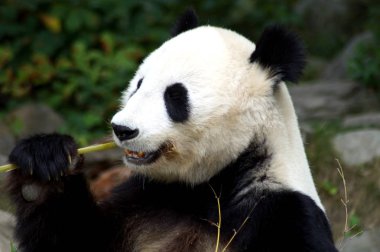 Groer Pandabr beim Bambus essen