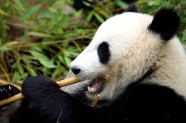 Groer Pandabr beim Bambus essen