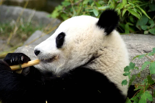 Groer Pandabr beim Bambus essen