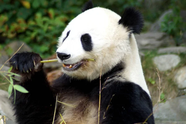 Groer Pandabr beim Bambus essen