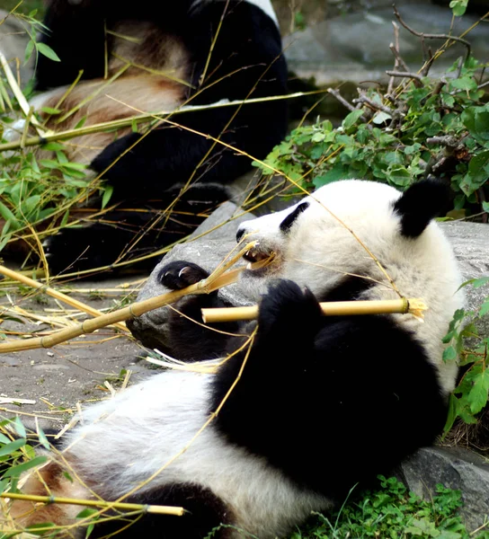 Groer Pandabr beim Bambus essen