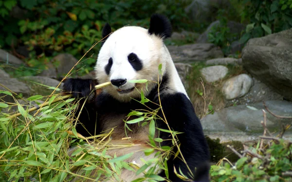 Viticultor Pandabr Bem Bambus Essen — Fotografia de Stock