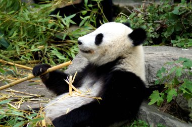 Groer Pandabr beim Bambus essen