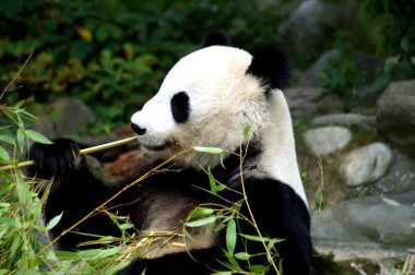 Groer Pandabr beim Bambus essen