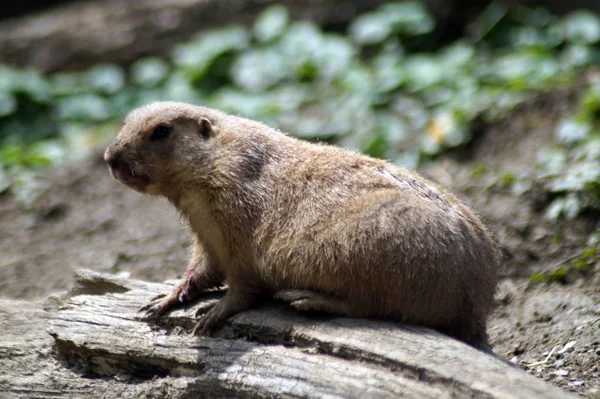 Schwarzer Prriehund von der Naehe