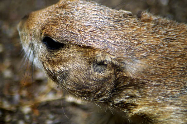 Schwarzer Prriehund von der Naehe