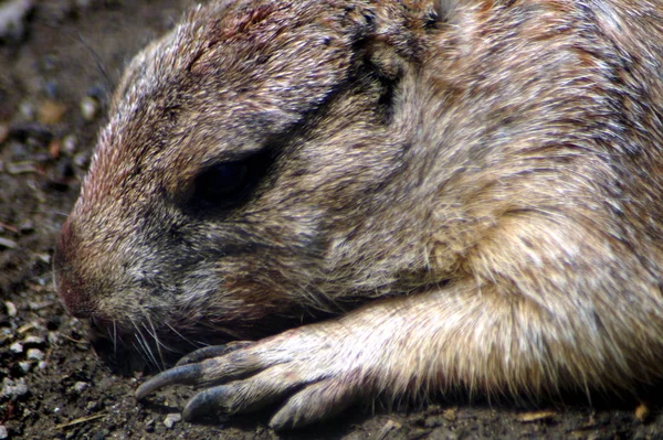 Schwarzer Prriehund von der Naehe