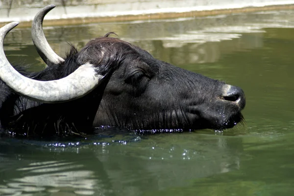 Bild Eines Wasserbffels Wasser — Stock fotografie
