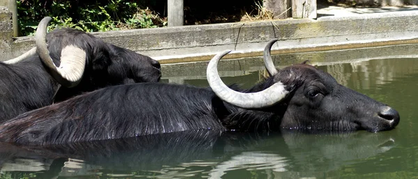 Bild eines Wasserbffels at Wasser