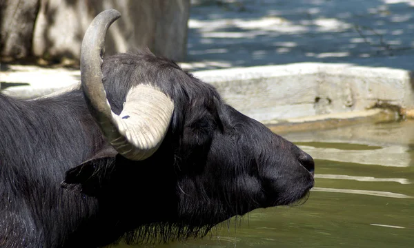 Bild Eines Wasserbffels Wasser — Stockfoto