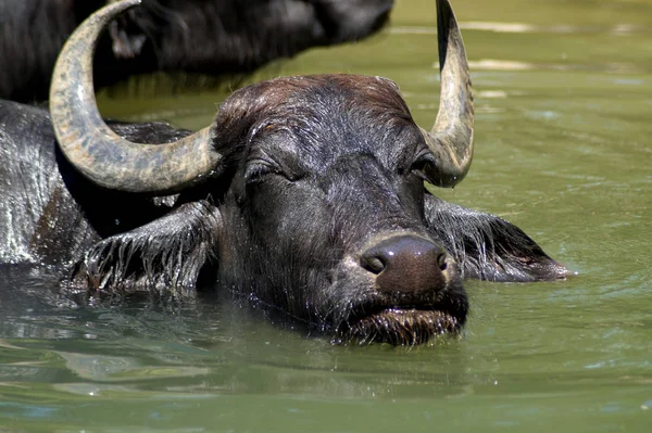 Bild Eines Wasserbffels Wasser — Stock fotografie