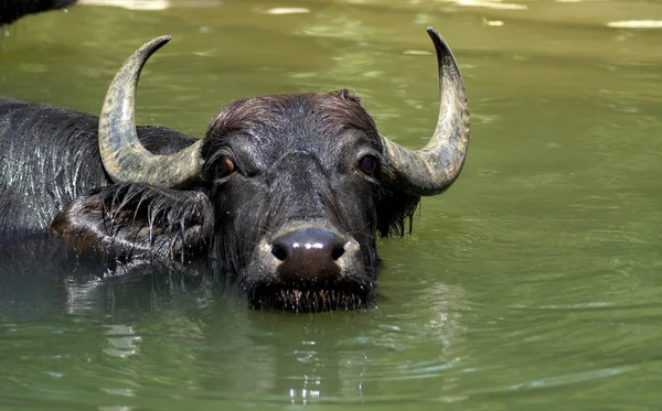 Bild Eines Wasserbffels Wasser — Stock fotografie