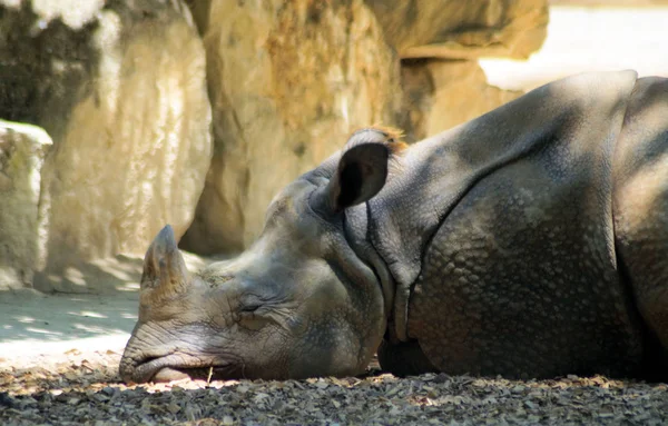 Bild eines Breitmaulnashorns Boden liegend