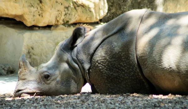 Bild eines Breitmaulnashorns Boden liegend